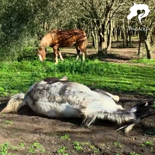 Comunicación Consciente con Caballos