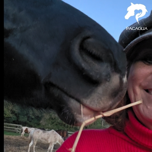 Comunicación Consciente con Caballos