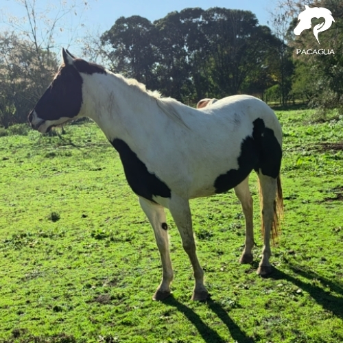 Lenguaje Corporal del Caballo