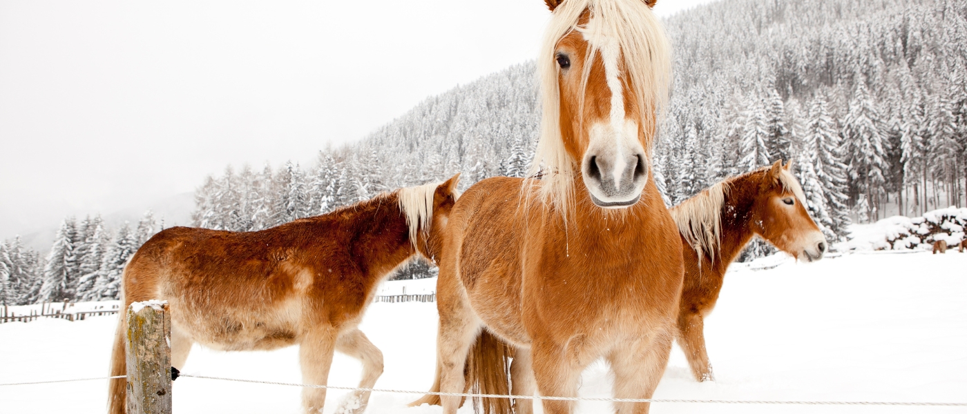 Retiro de Invierno Sistémico Solsticio y Caballos